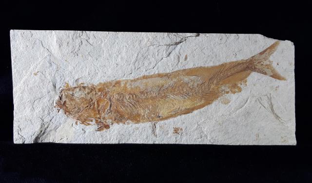 Tharsis dubius (BLAINVILLE 1818) - Bild © FossNet FossilienStore